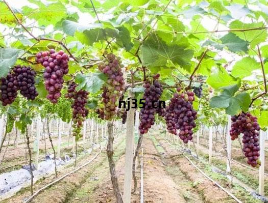 種(zhong)植搭(da)架(jia)鋼絲(si)