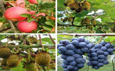 種(zhong)植搭(da)架(jia)鋼絲(si)產(chan)品(pin)